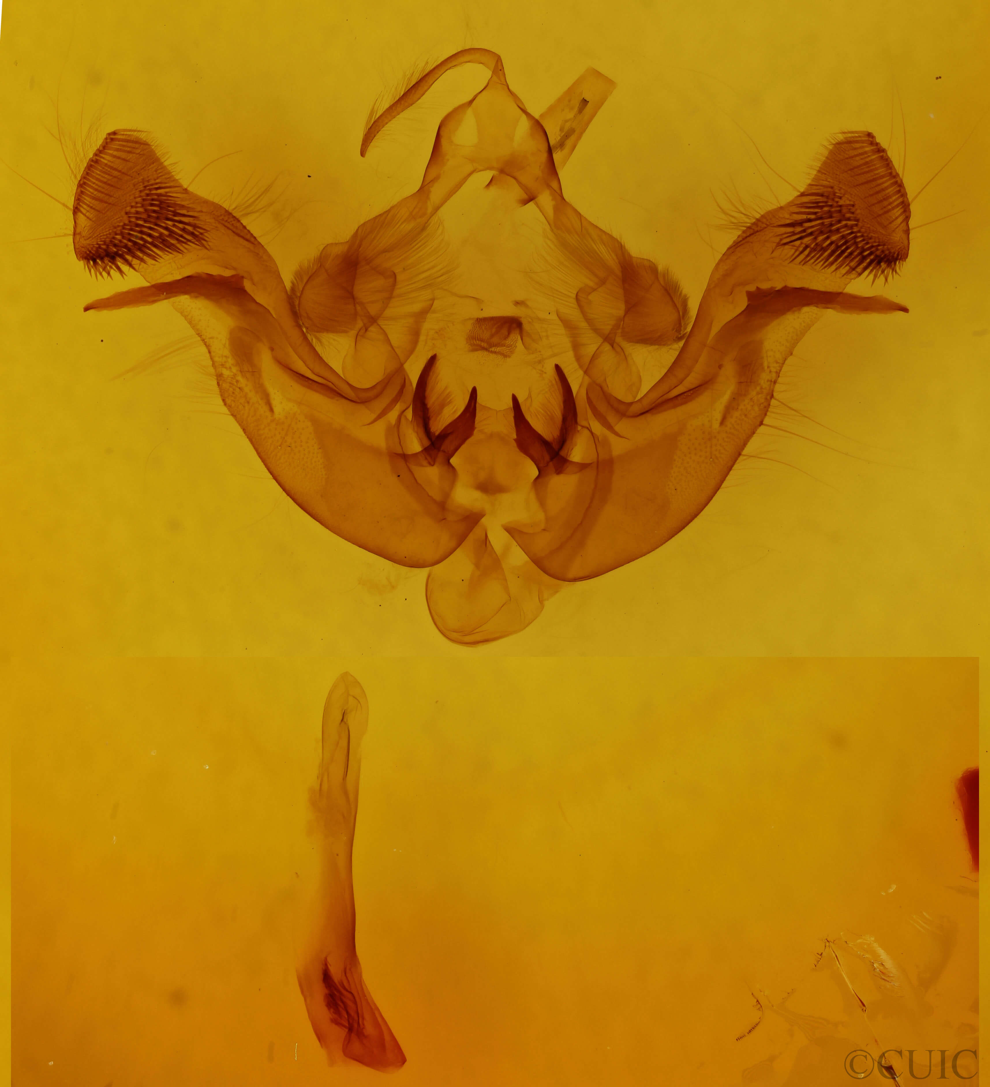 genitalia view of adult Amphipoea americana