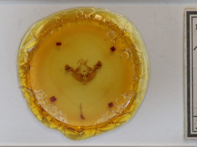 slide view of adult Amphipoea americana