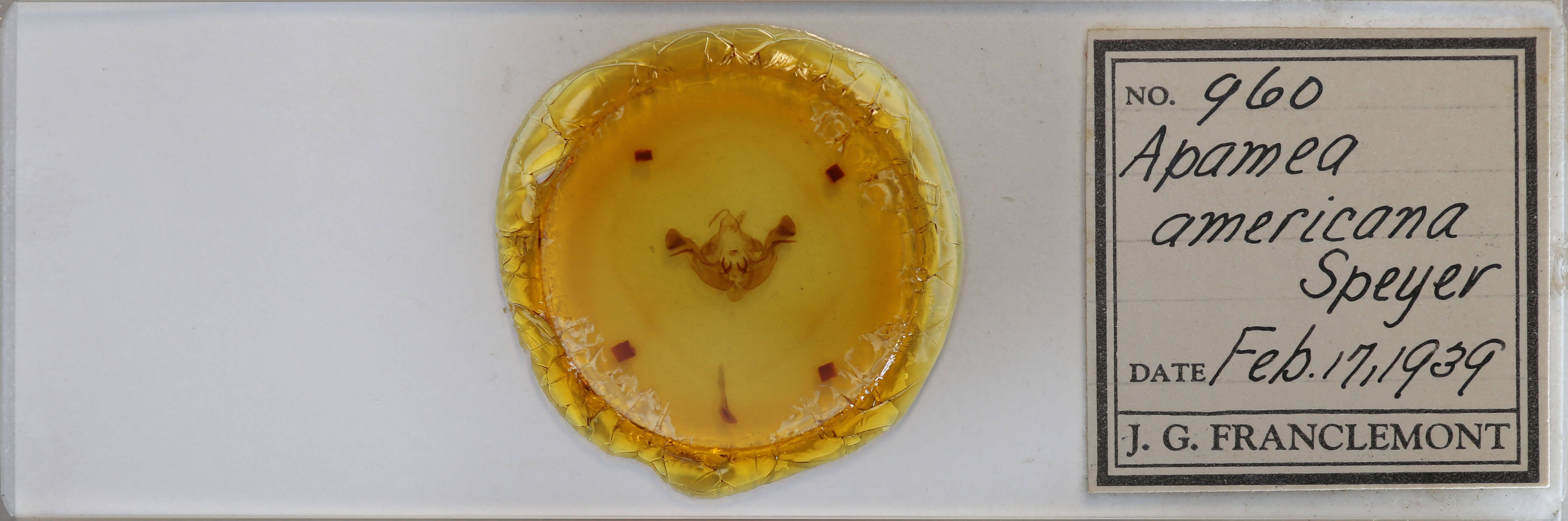 slide view of adult Amphipoea americana