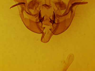genitalia view of adult Amphipoea americana