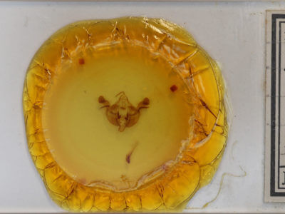 slide view of adult Amphipoea americana