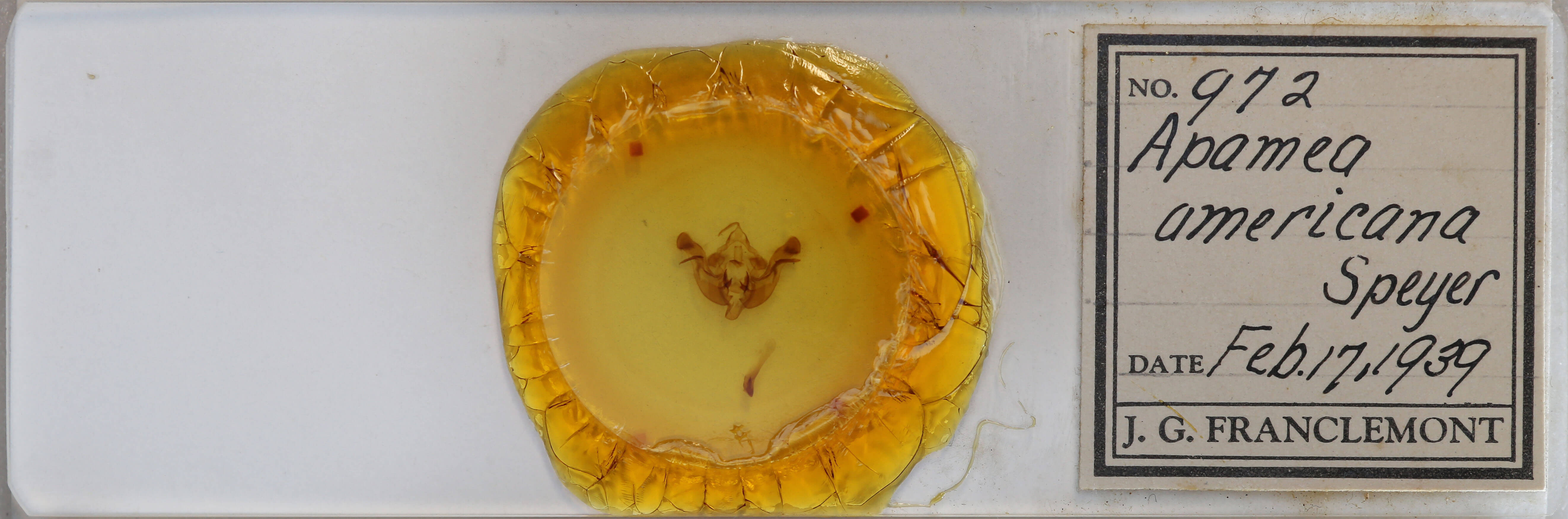 slide view of adult Amphipoea americana