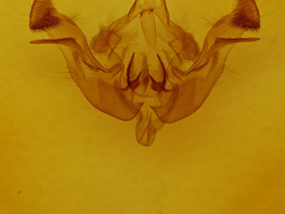 genitalia view of adult Amphipoea americana