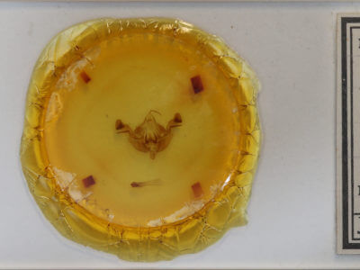 slide view of adult Amphipoea americana