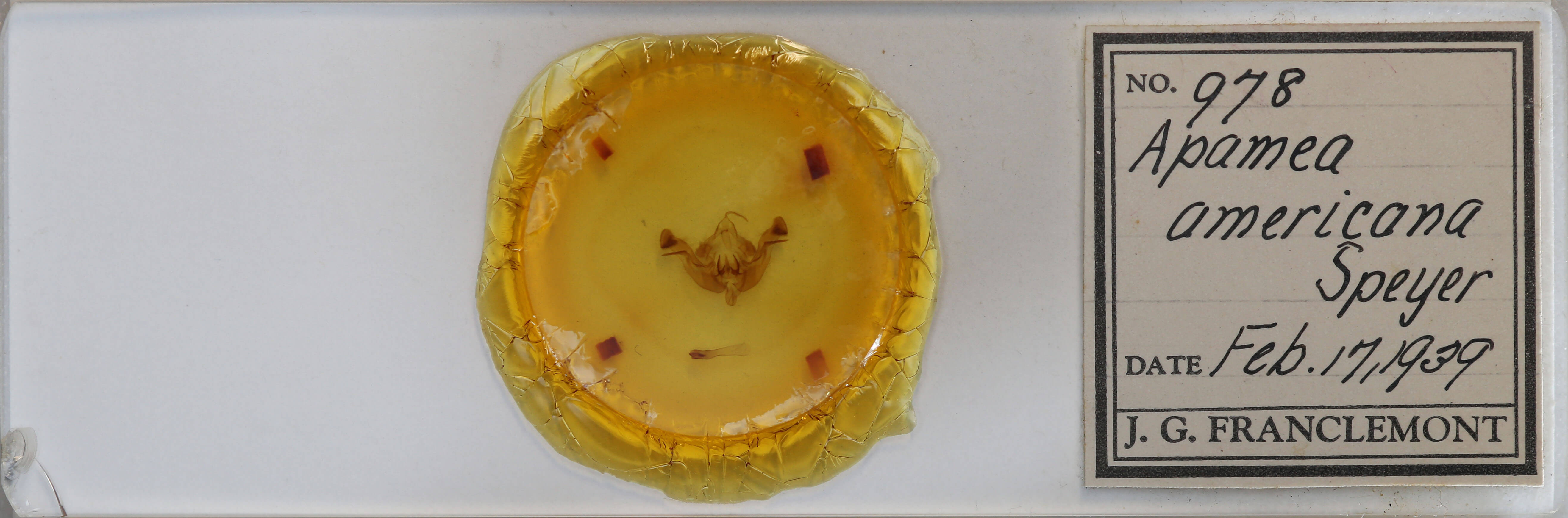 slide view of adult Amphipoea americana