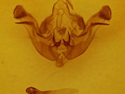 genitalia view of adult Amphipoea americana