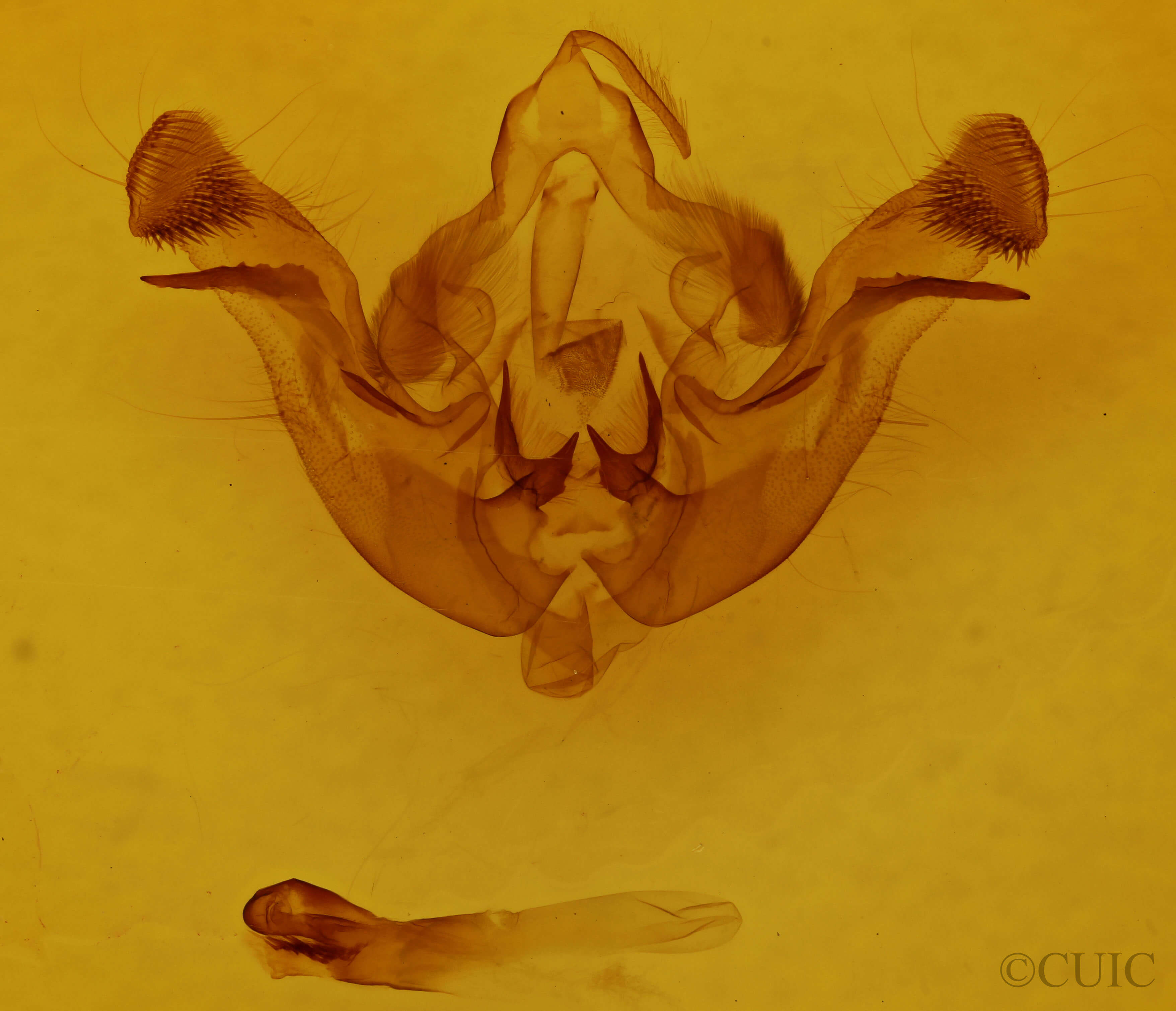 genitalia view of adult Amphipoea americana