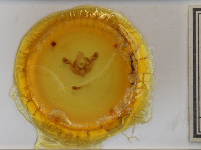 slide view of adult Amphipoea americana