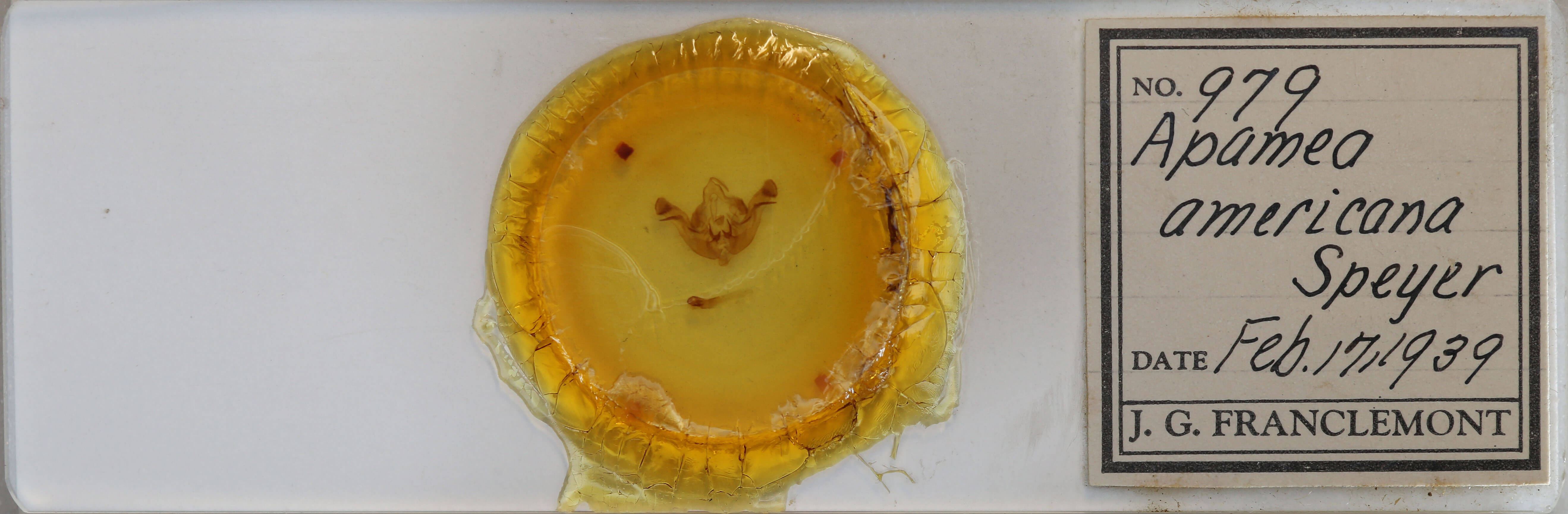 slide view of adult Amphipoea americana