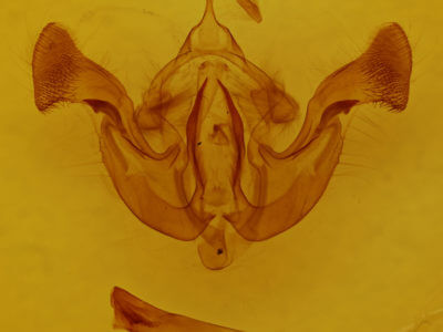 genitalia view of adult Amphipoea interoceanica