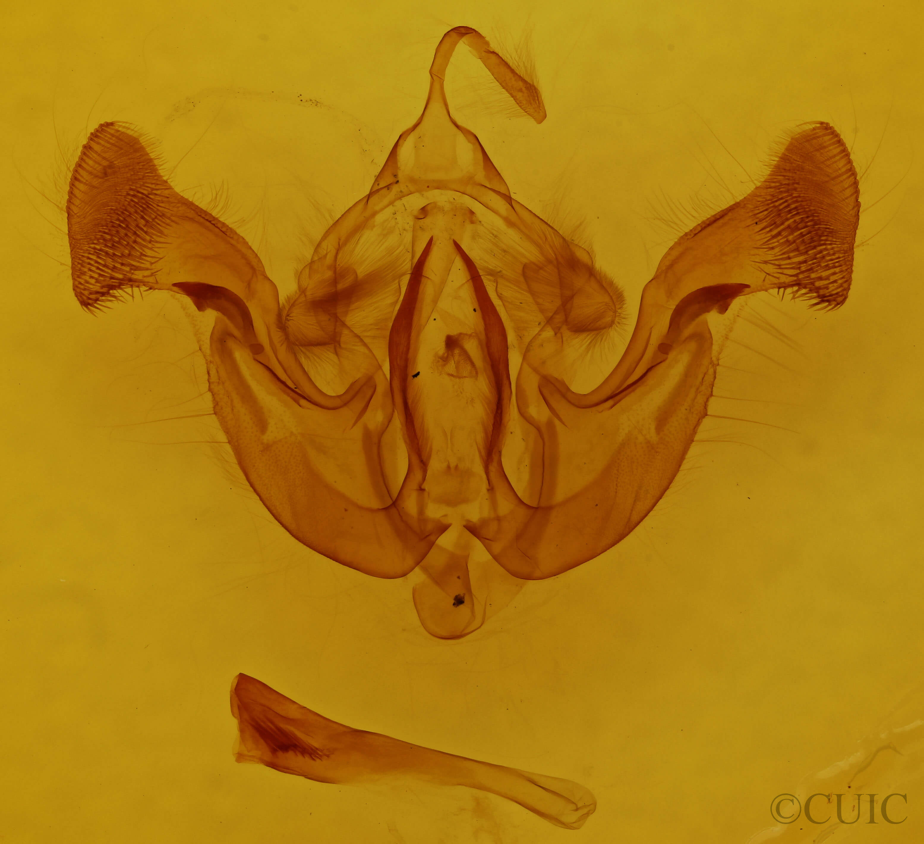 genitalia view of adult Amphipoea interoceanica
