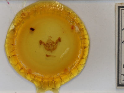 slide view of adult Amphipoea interoceanica