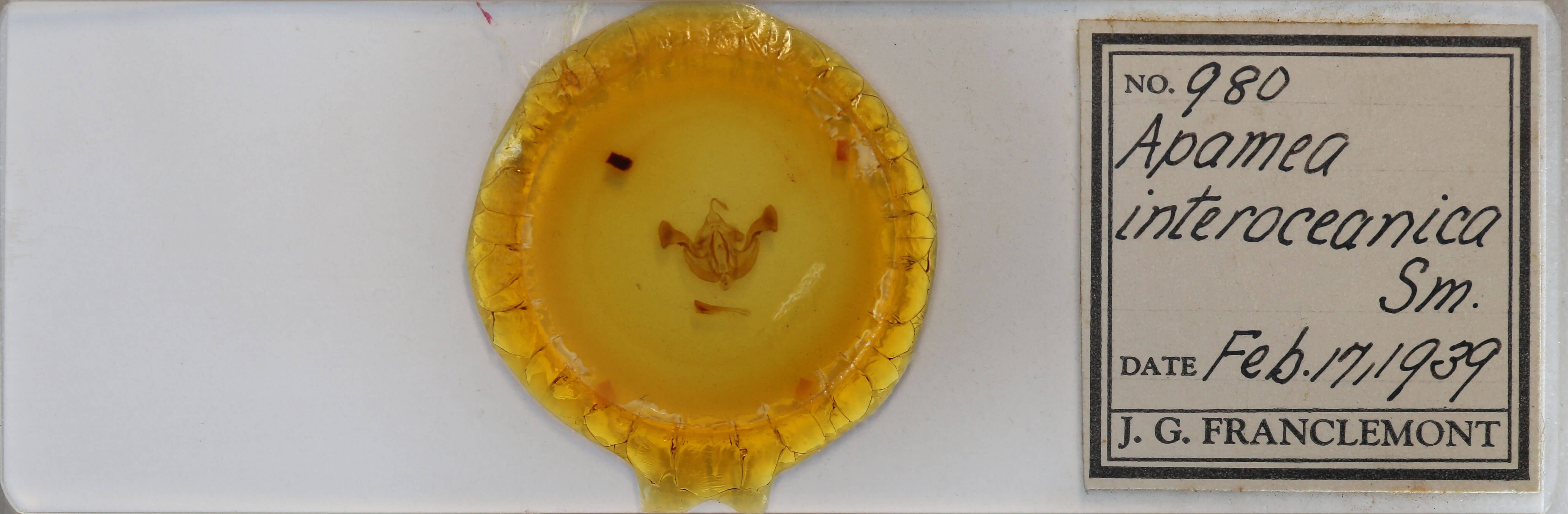 slide view of adult Amphipoea interoceanica