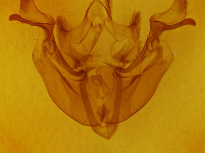 genitalia view of adult Loscopia velata