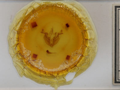 slide view of adult Loscopia velata