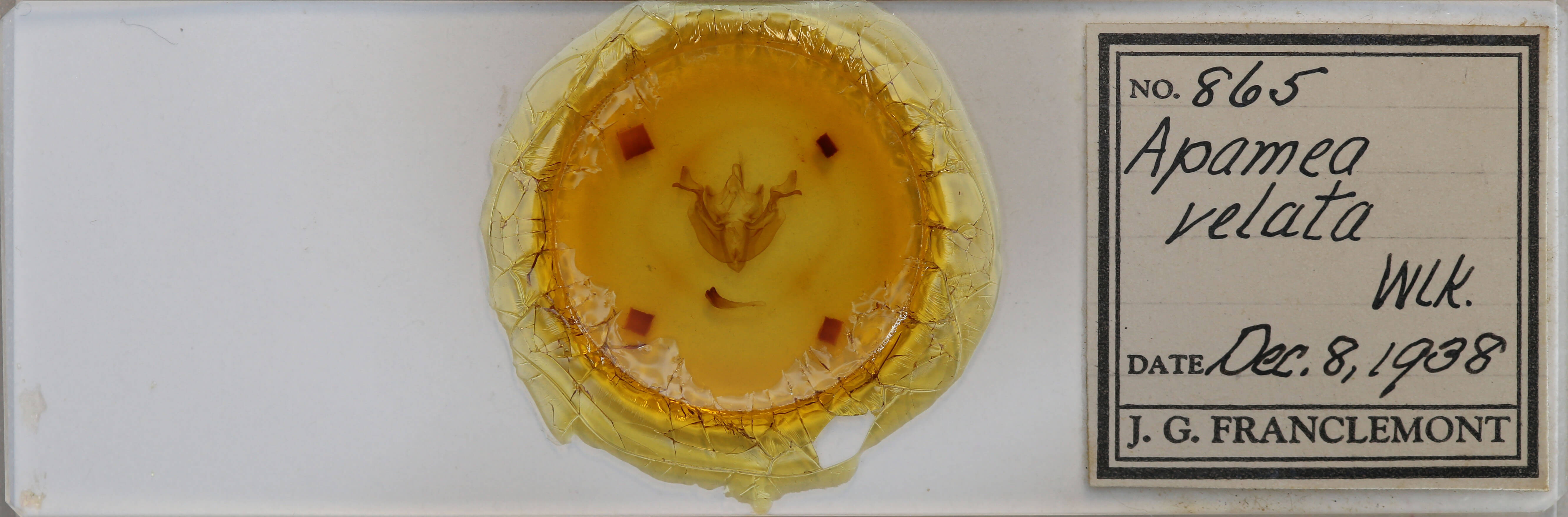 slide view of adult Loscopia velata