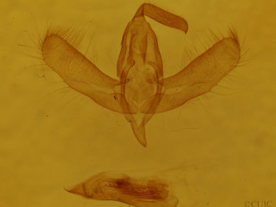 genitalia view of adult Amphipyra pyramidoides