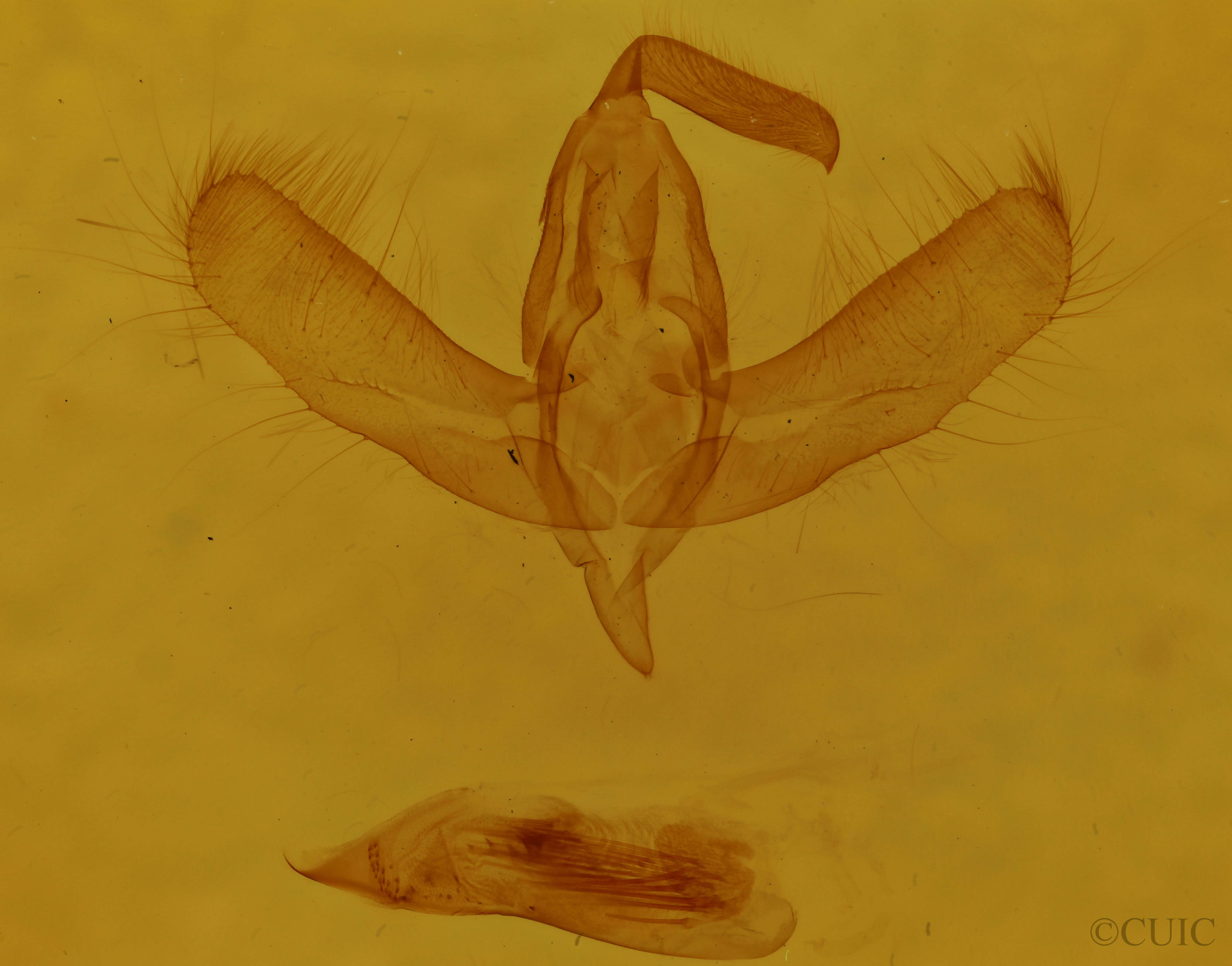 genitalia view of adult Amphipyra pyramidoides