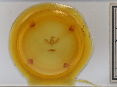 slide view of adult Amphipyra pyramidoides