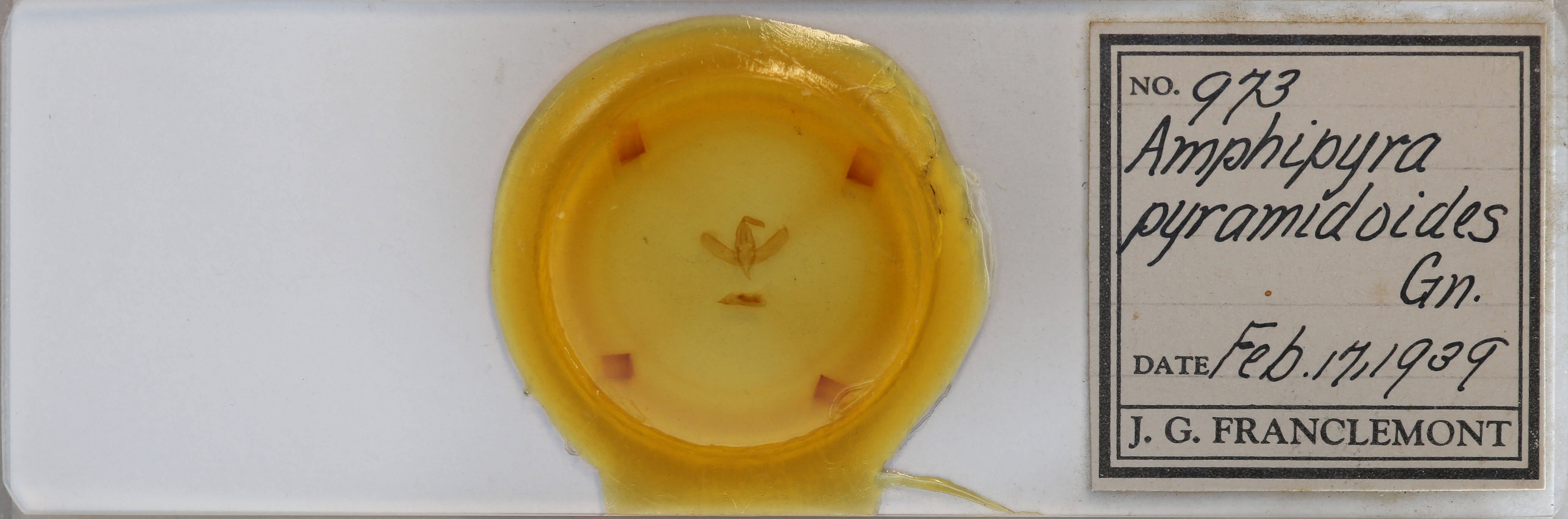 slide view of adult Amphipyra pyramidoides