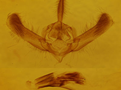 genitalia view of adult Amphipyra tragopoginis