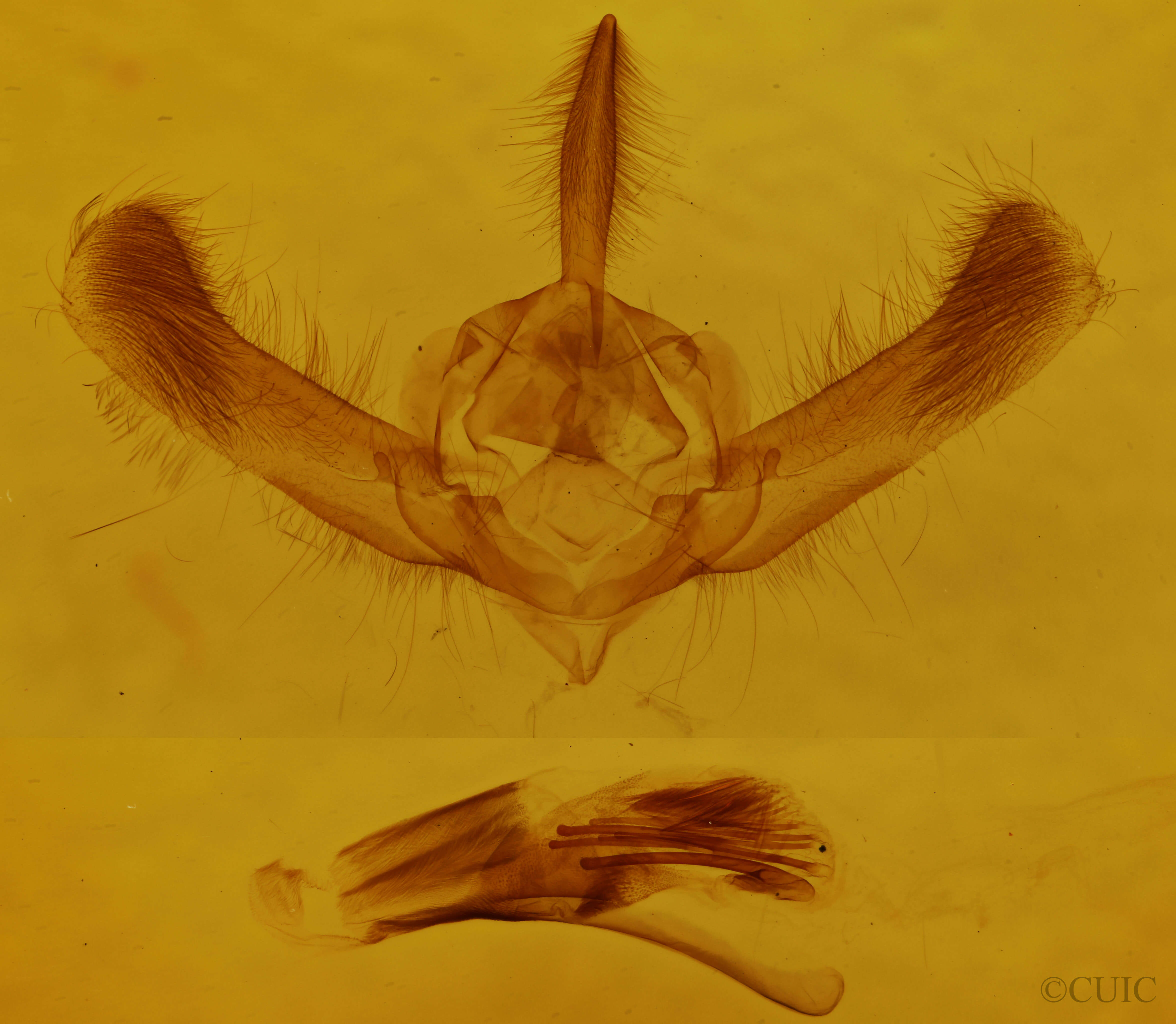 genitalia view of adult Amphipyra tragopoginis