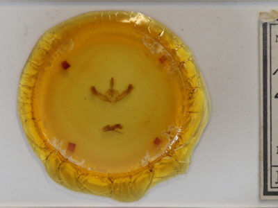 slide view of adult Amphipyra tragopoginis