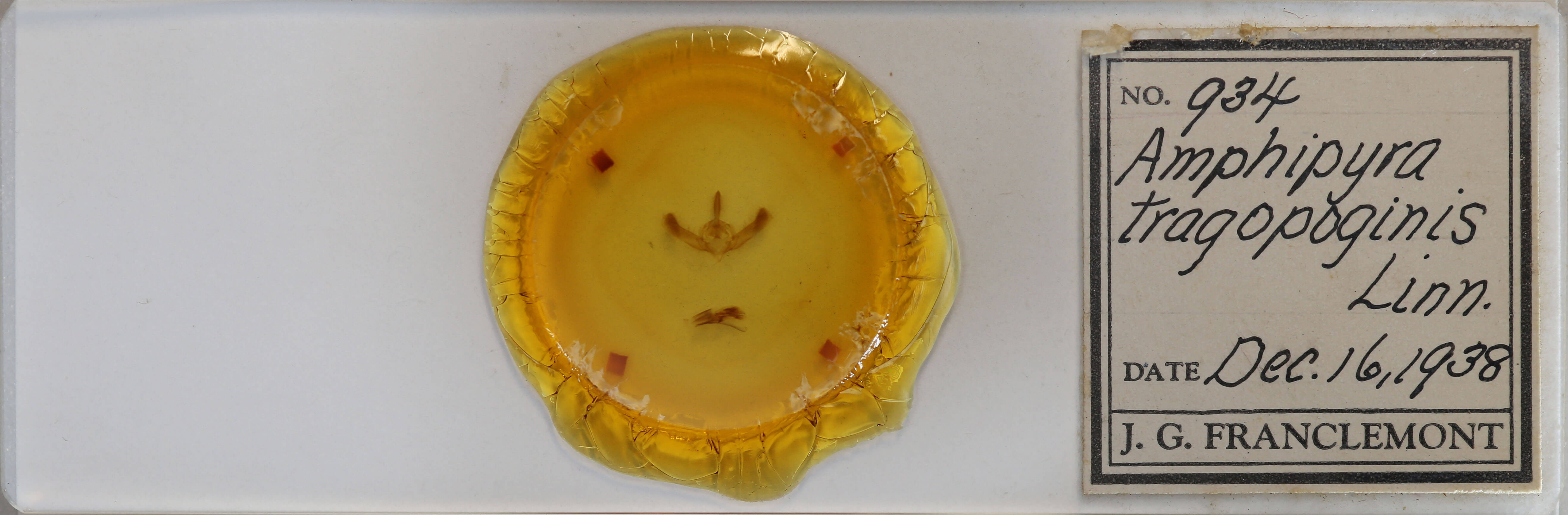 slide view of adult Amphipyra tragopoginis