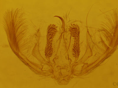 genitalia view of adult Amyna stricta