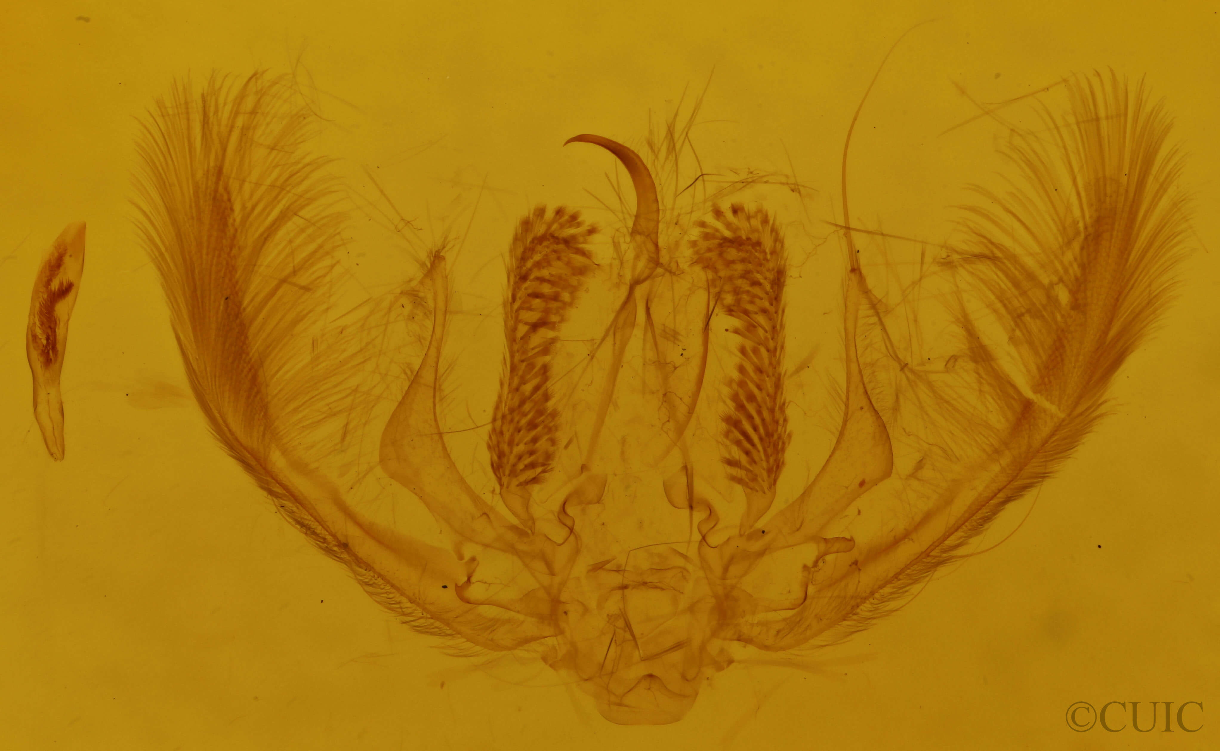 genitalia view of adult Amyna stricta