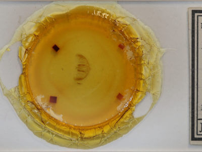 slide view of adult Amyna stricta