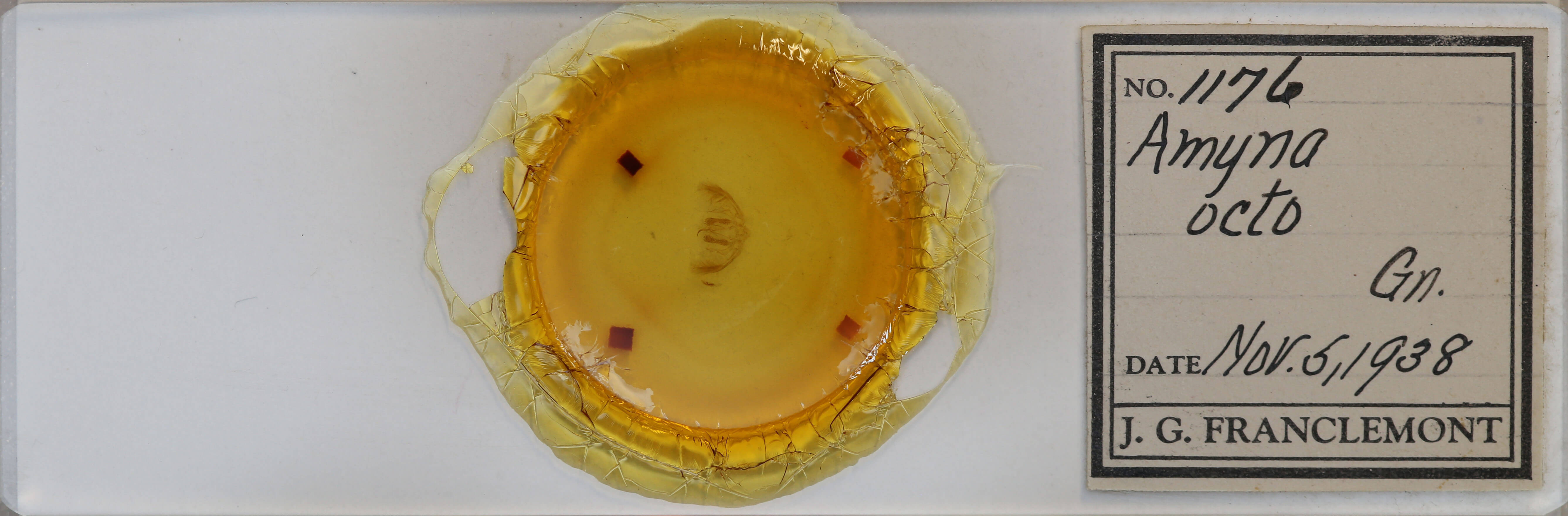 slide view of adult Amyna stricta