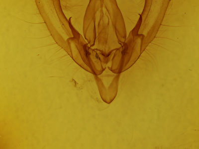 genitalia view of adult Anaplectoides prasina