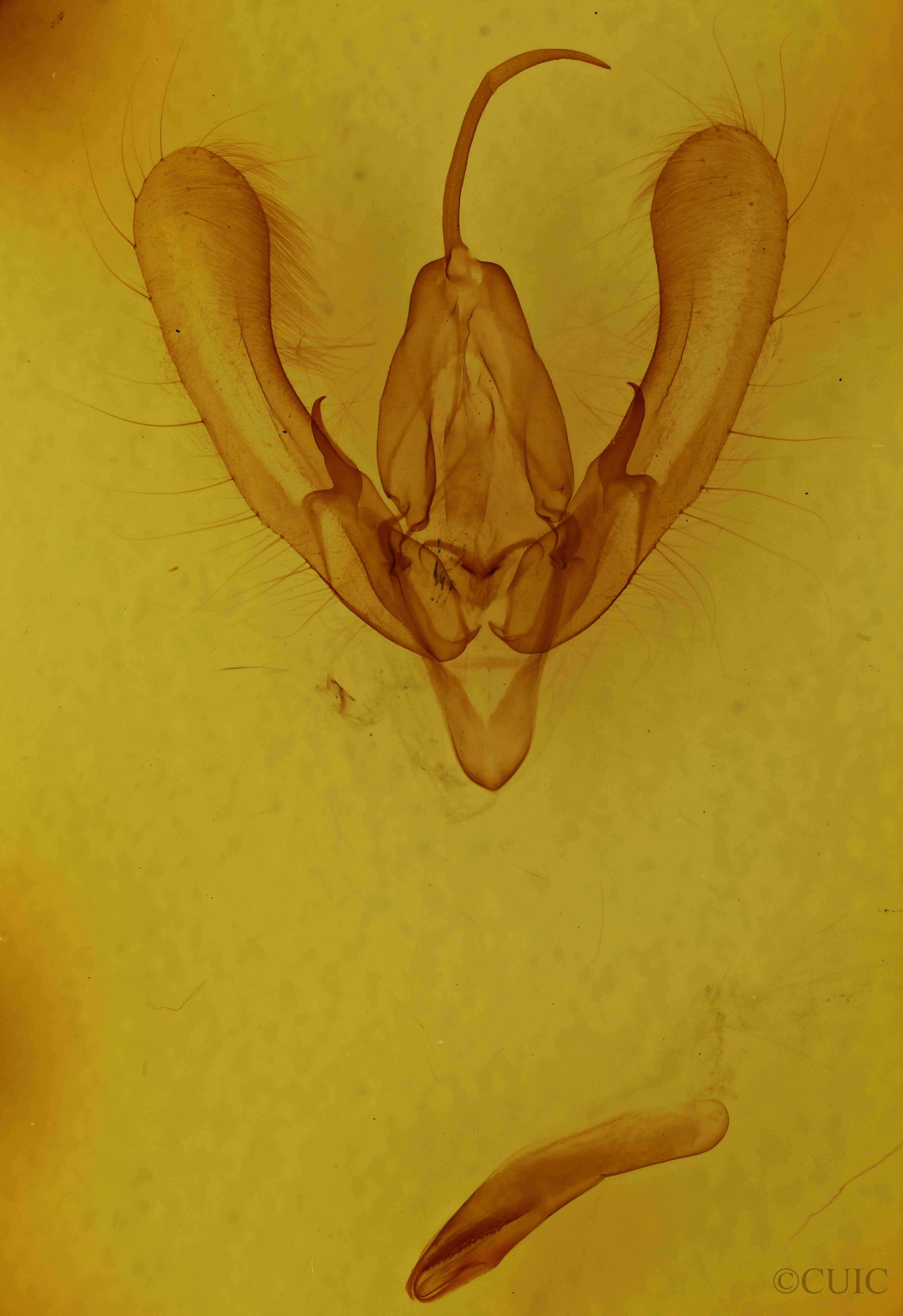 genitalia view of adult Anaplectoides prasina