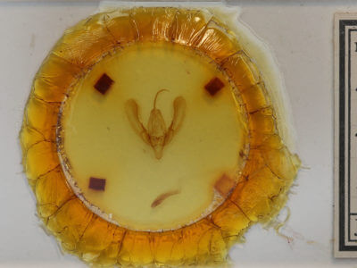 slide view of adult Anaplectoides prasina