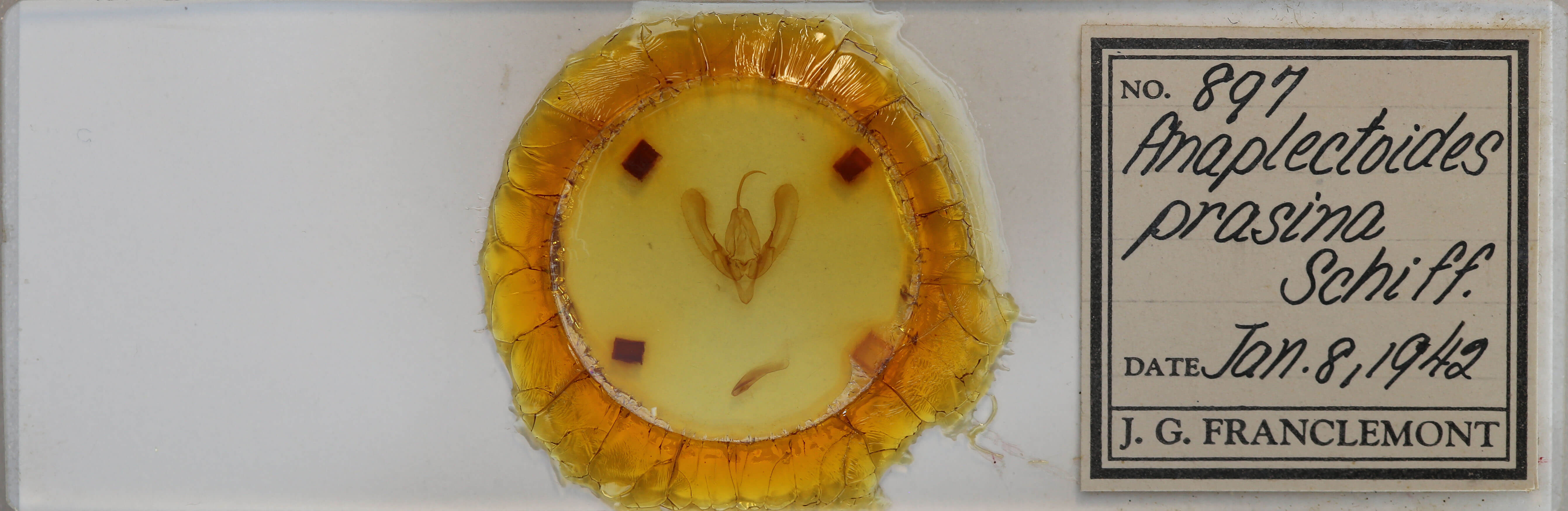 slide view of adult Anaplectoides prasina