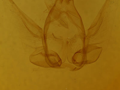 genitalia view of adult Anita basipuncta