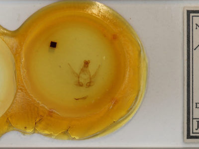 slide view of adult Anita basipuncta