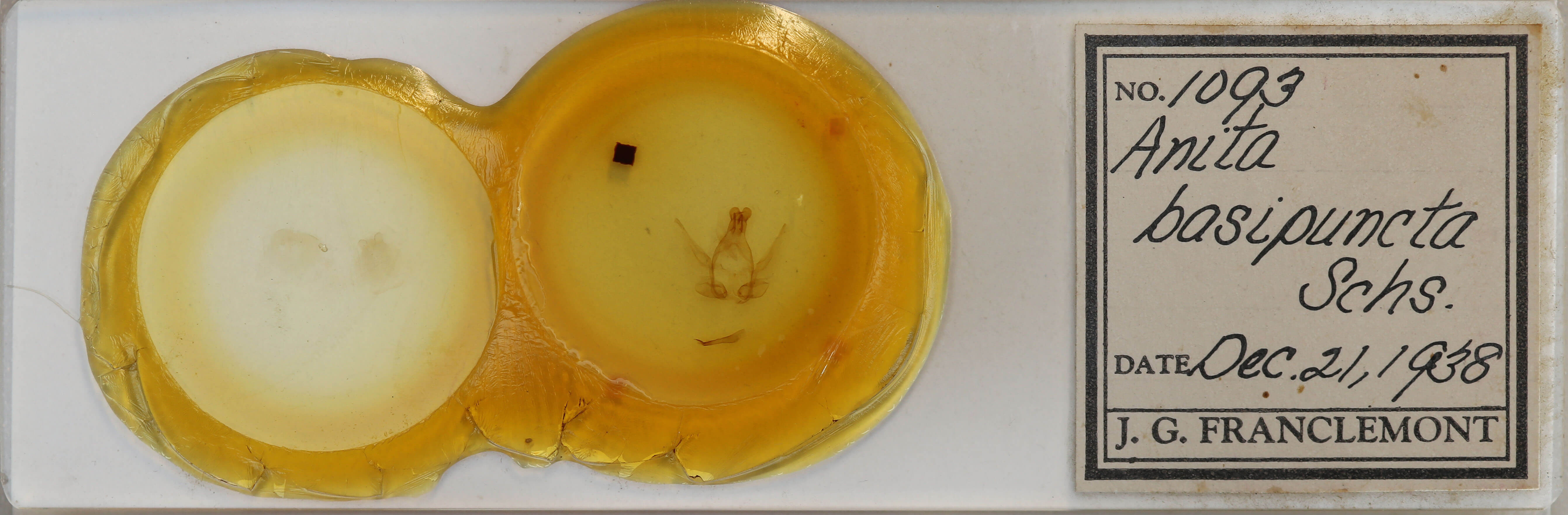 slide view of adult Anita basipuncta