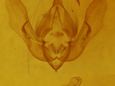 genitalia view of adult Anterastria teratophora
