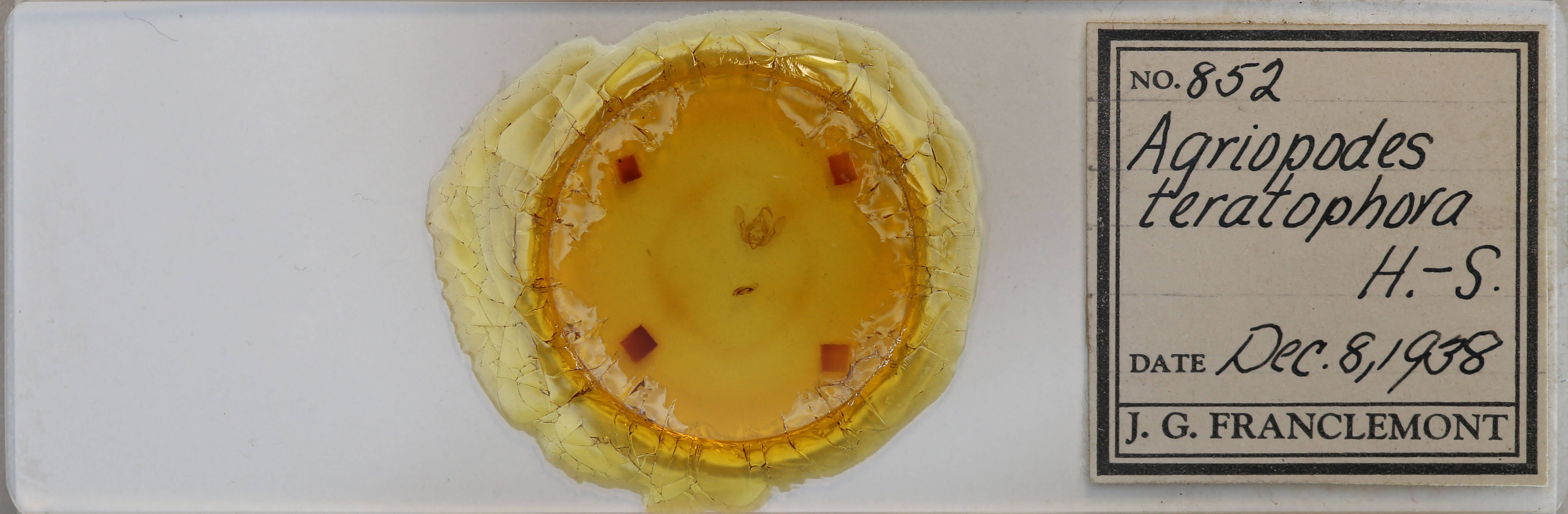 slide view of adult Anterastria teratophora