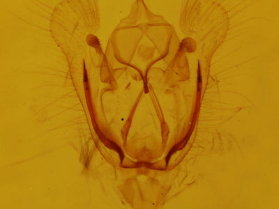 genitalia view of adult Tacparia atropunctata