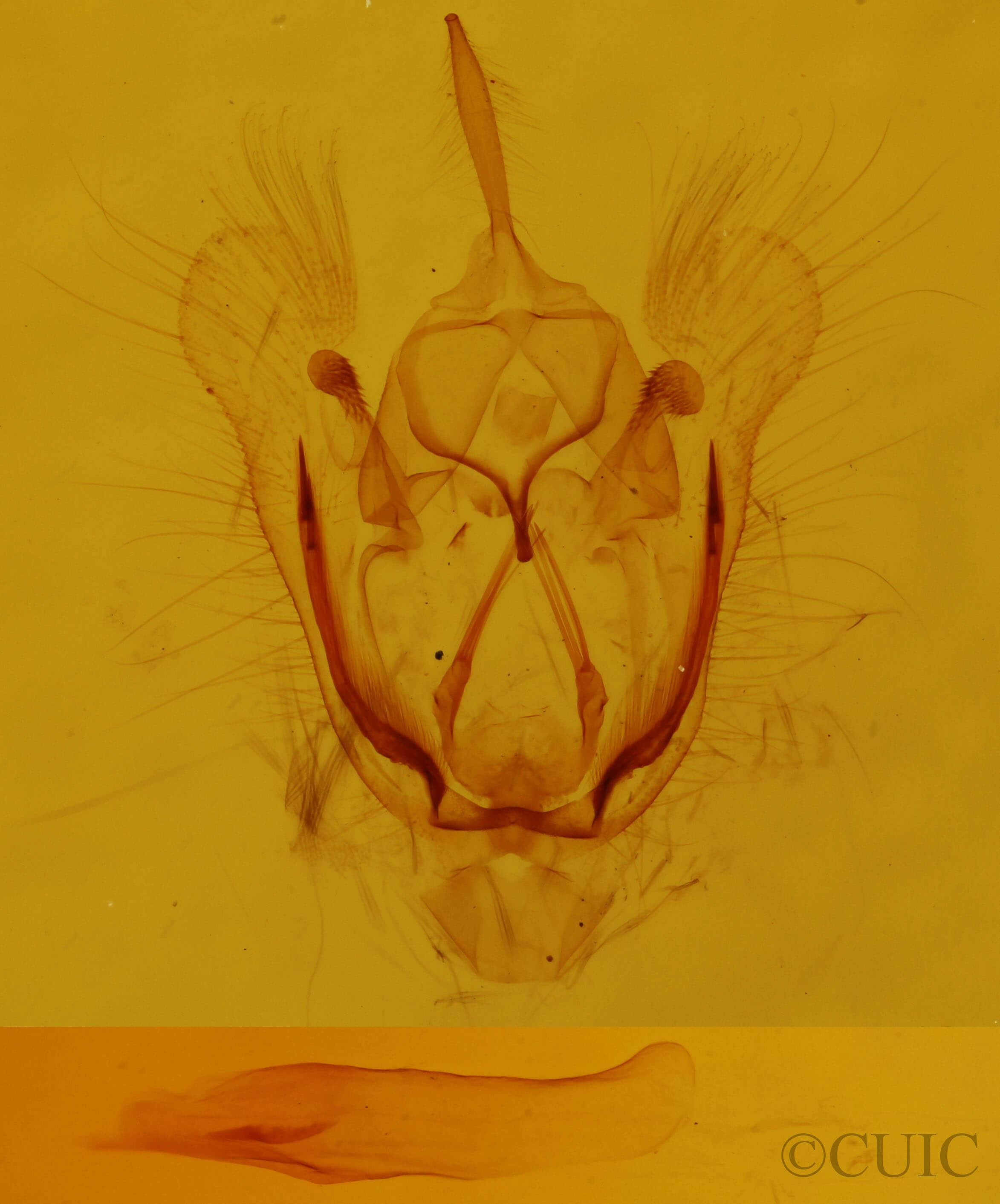 genitalia view of adult Tacparia atropunctata