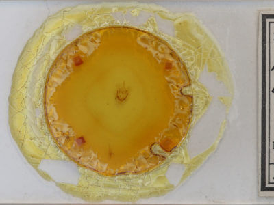 slide view of adult Tacparia atropunctata