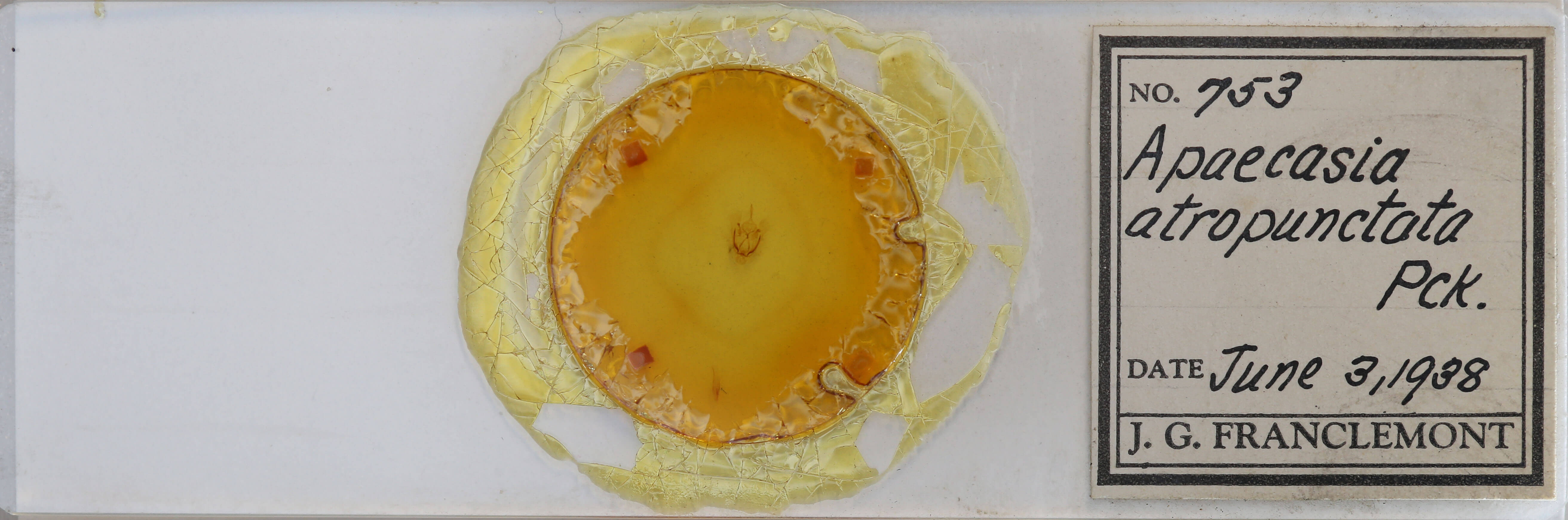 slide view of adult Tacparia atropunctata