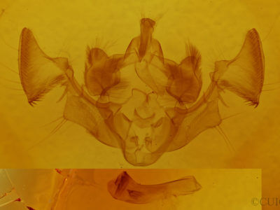 genitalia view of adult Apamea alia