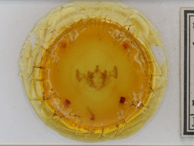 slide view of adult Apamea alia