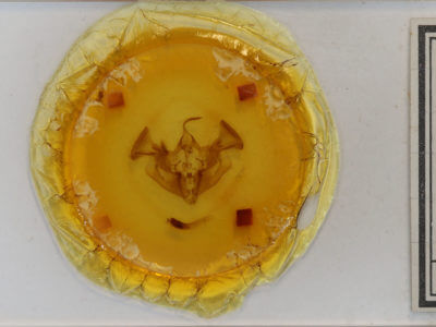 slide view of adult Apamea amputatrix