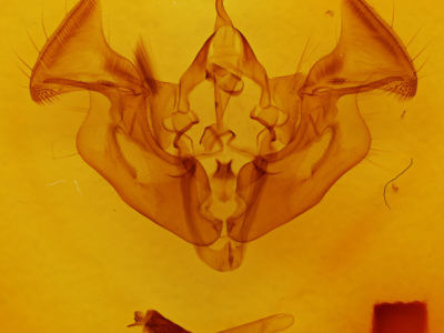 genitalia view of adult Apamea amputatrix