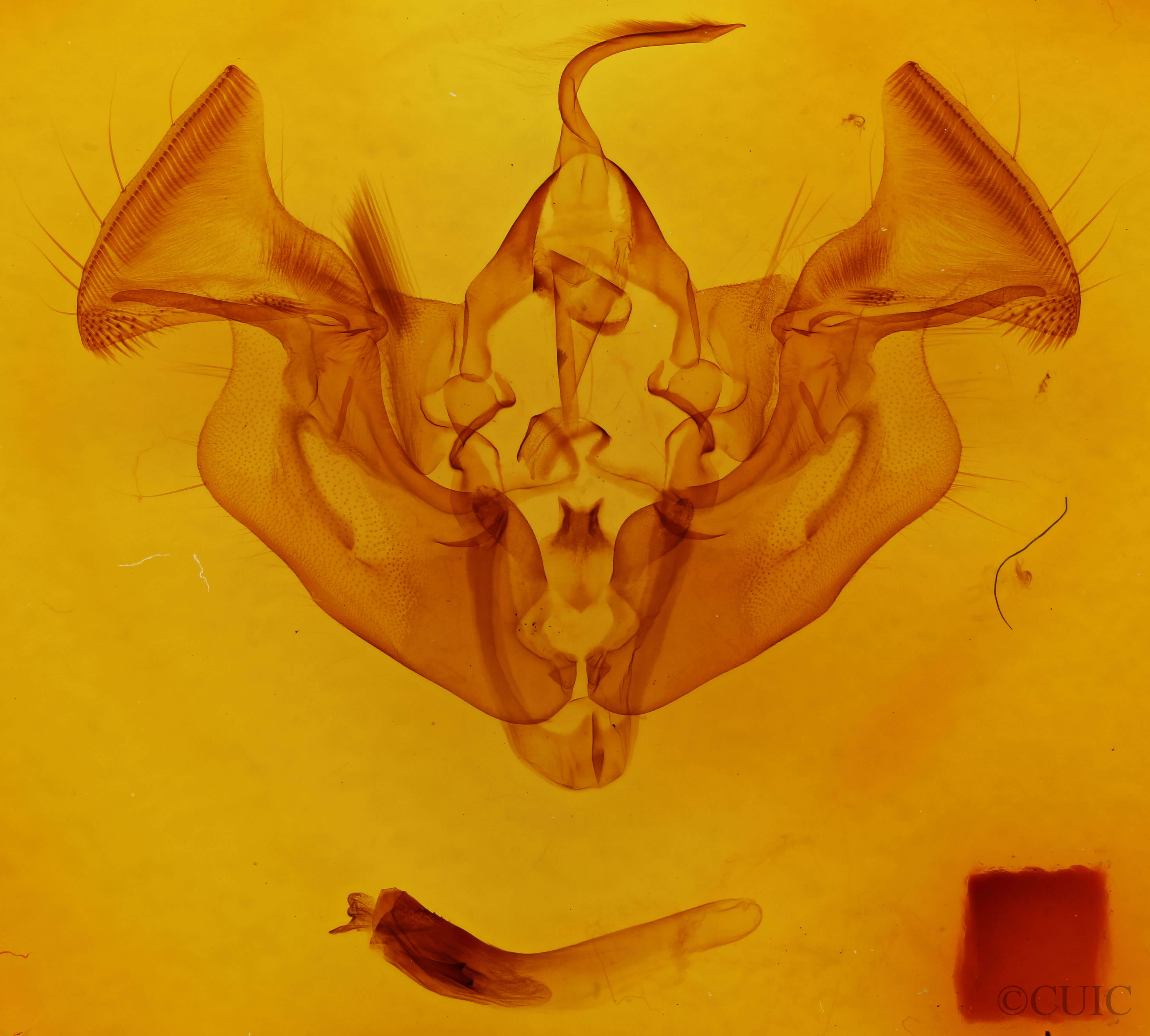 genitalia view of adult Apamea amputatrix